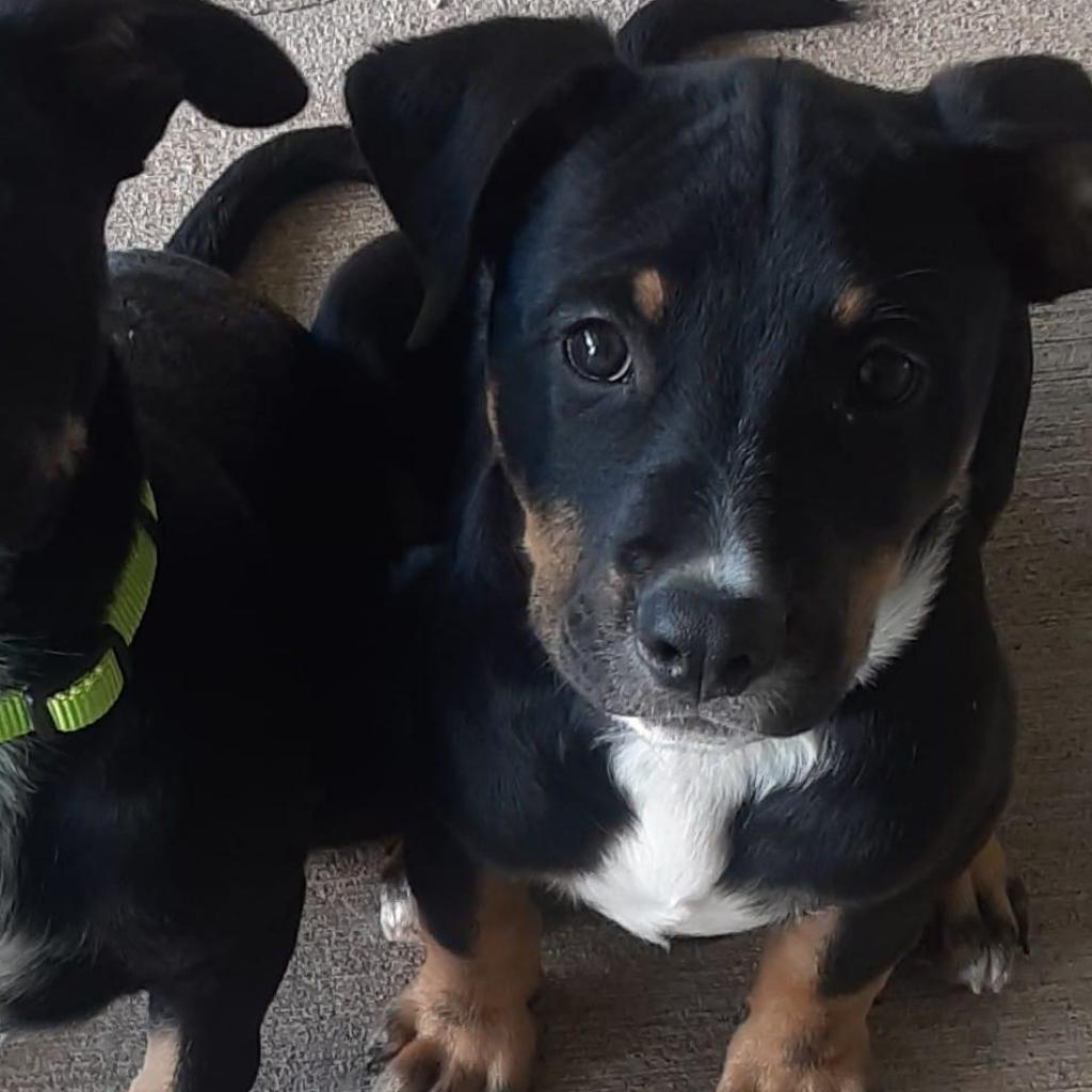 Xena, an adoptable Mixed Breed in Redwood Valley, CA, 95470 | Photo Image 2