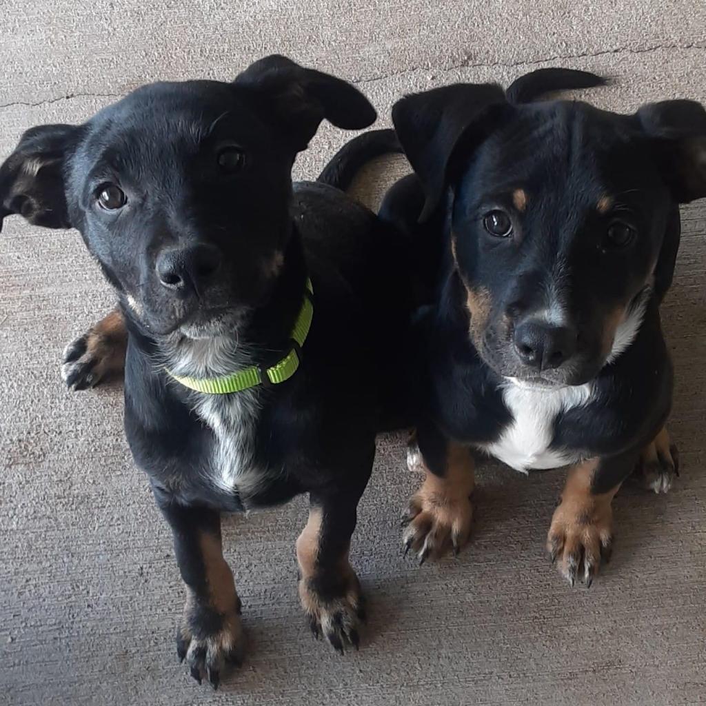 Xena, an adoptable Mixed Breed in Redwood Valley, CA, 95470 | Photo Image 3