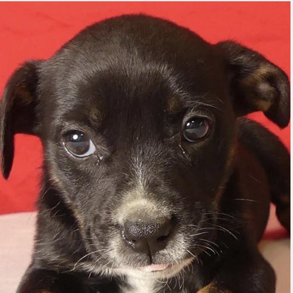 Xena