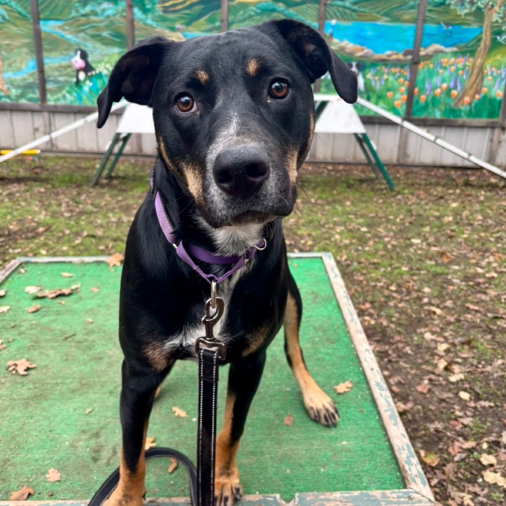 Xena, an adoptable Mixed Breed in Redwood Valley, CA, 95470 | Photo Image 5