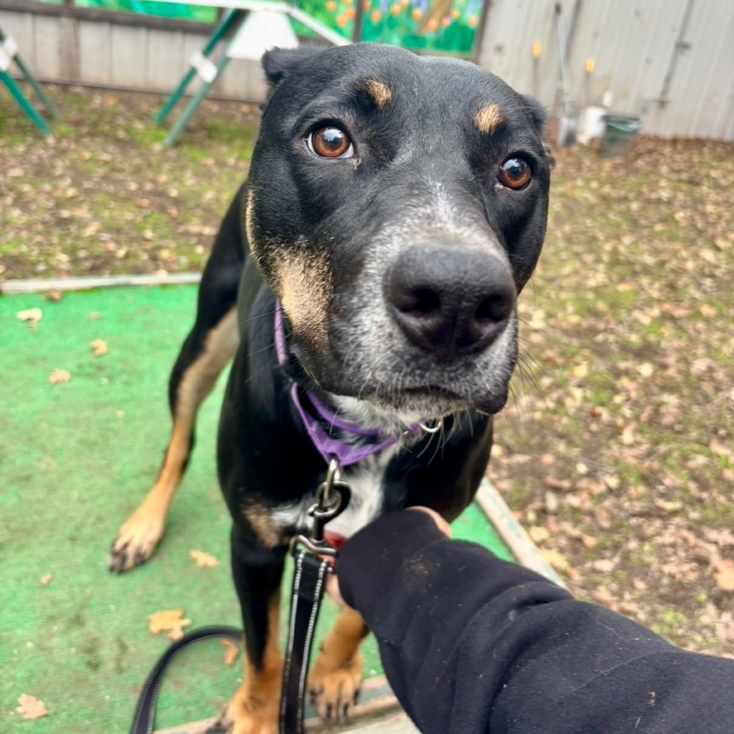 Xena, an adoptable Mixed Breed in Redwood Valley, CA, 95470 | Photo Image 6