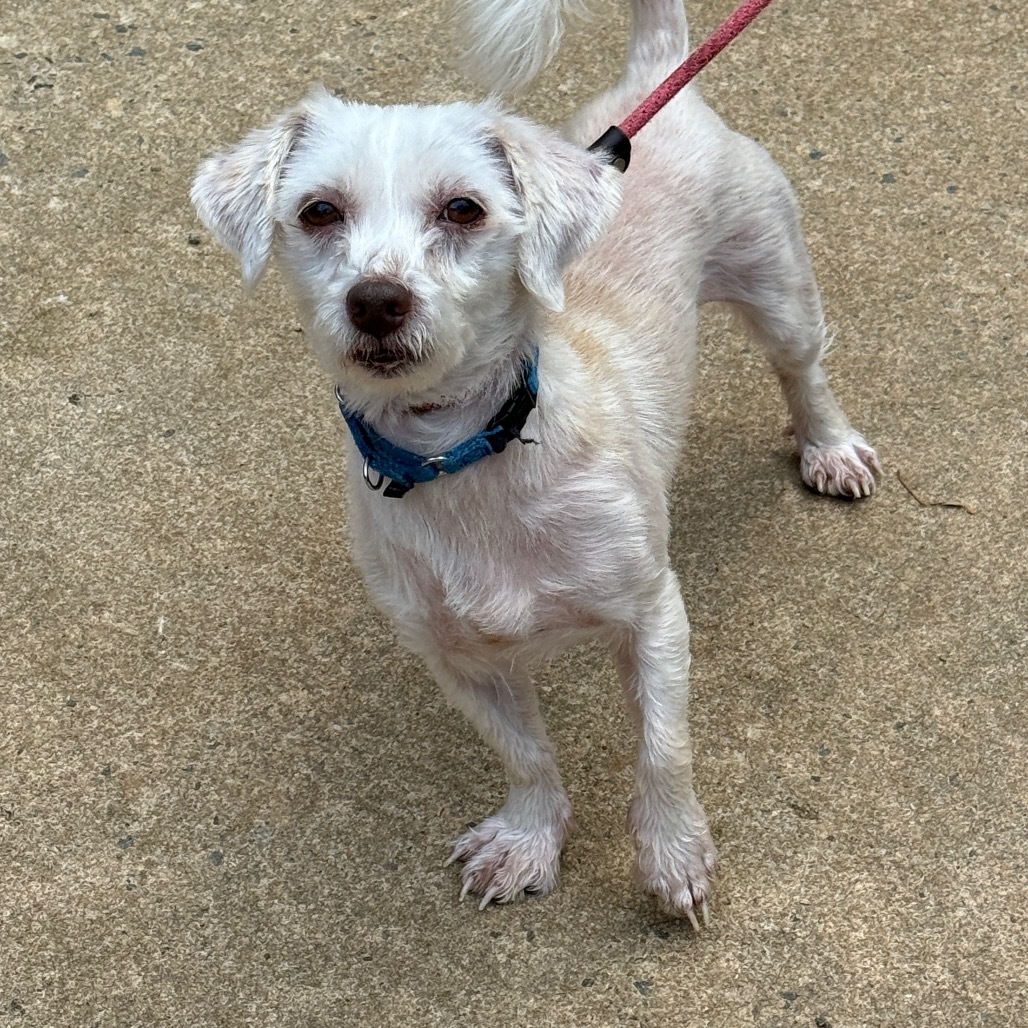 Harbin 20945, an adoptable Maltese in Cumming, GA, 30040 | Photo Image 1
