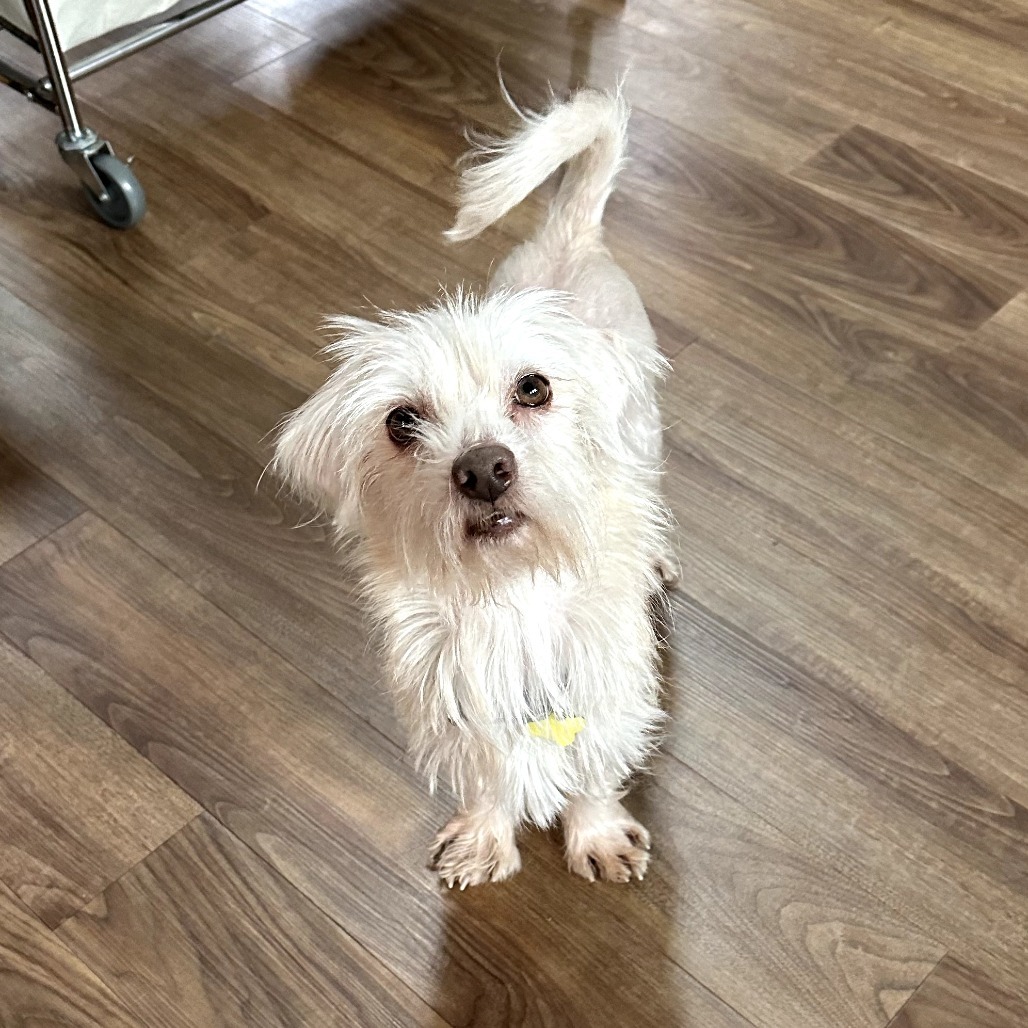 Harbin 20945, an adoptable Maltese in Cumming, GA, 30040 | Photo Image 2