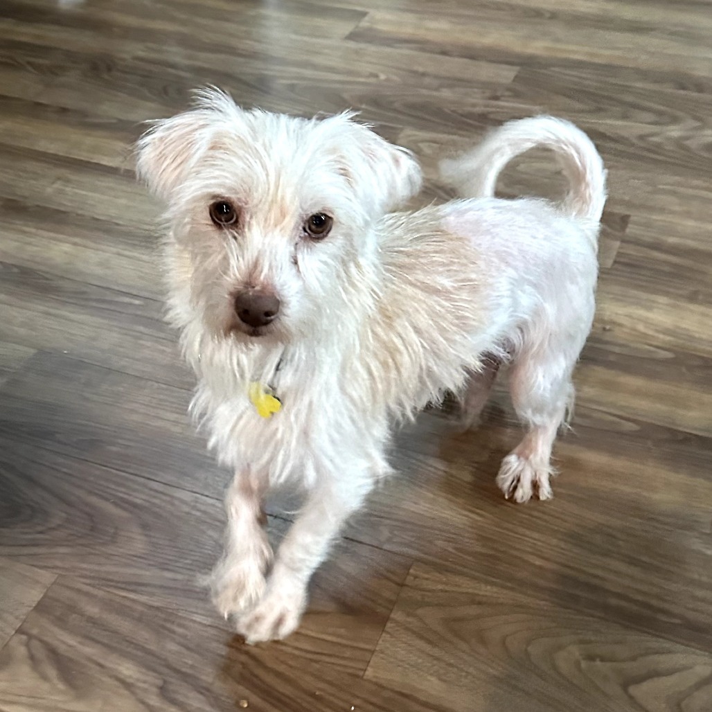 Harbin 20945, an adoptable Maltese in Cumming, GA, 30040 | Photo Image 3