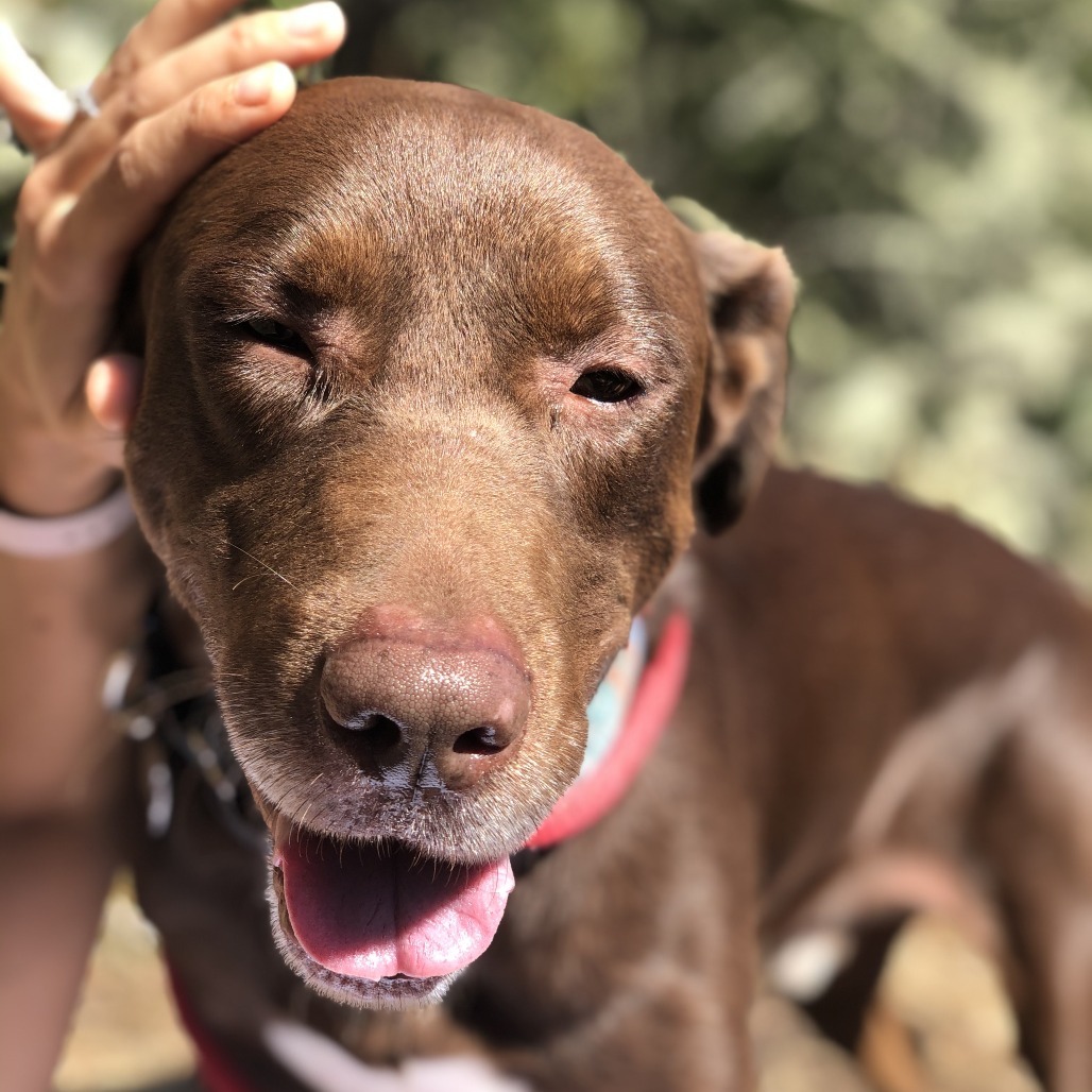 Kash, an adoptable Chocolate Labrador Retriever in Corvallis, OR, 97330 | Photo Image 1