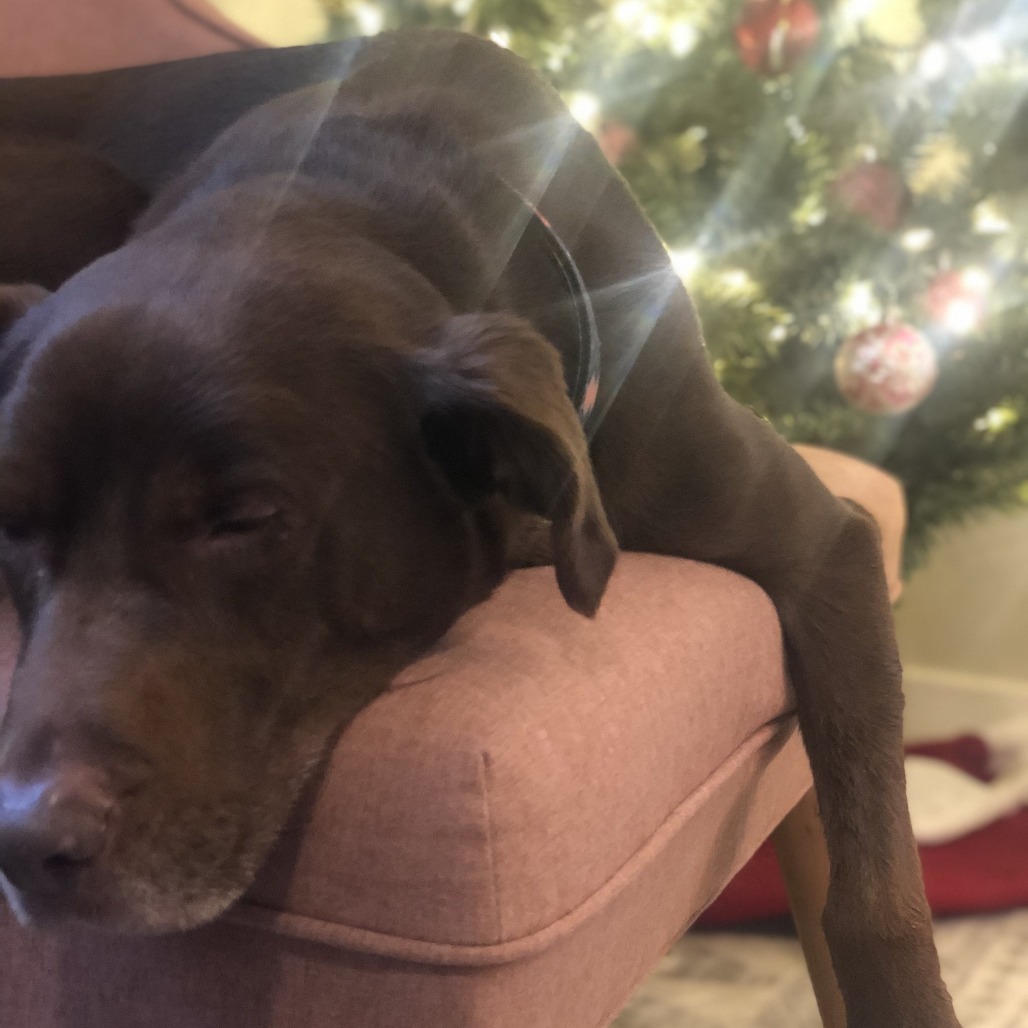 Kash, an adoptable Chocolate Labrador Retriever in Corvallis, OR, 97330 | Photo Image 2