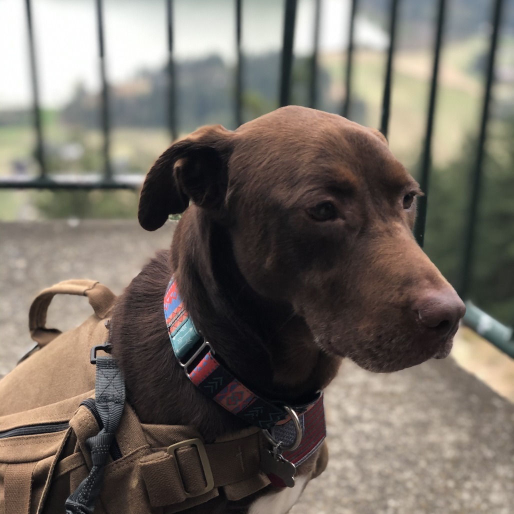 Kash, an adoptable Chocolate Labrador Retriever in Corvallis, OR, 97330 | Photo Image 3