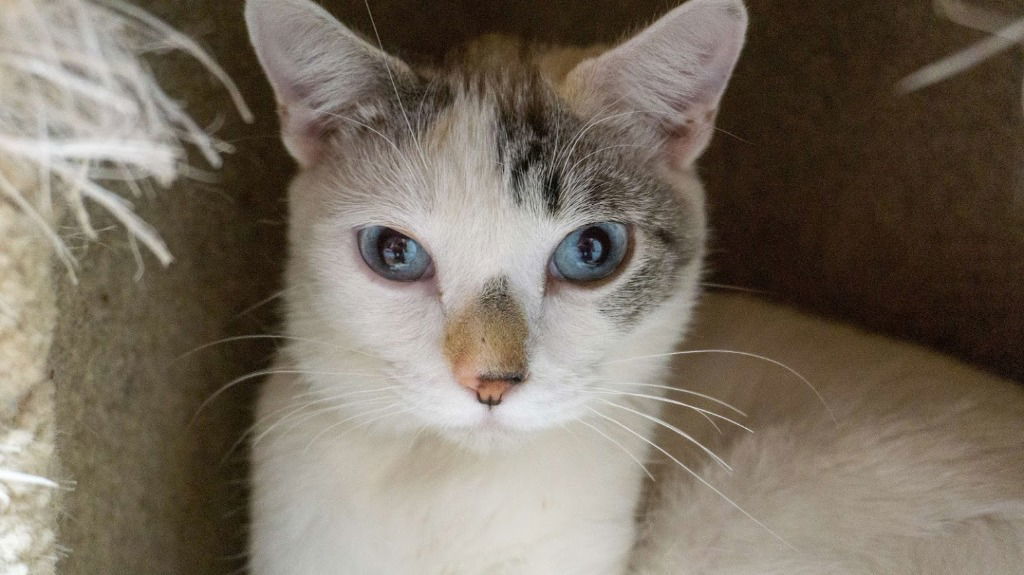 Icey, an adoptable Snowshoe, Domestic Short Hair in Saint George, UT, 84790 | Photo Image 1