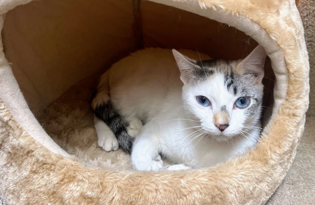 Icey, an adoptable Snowshoe, Domestic Short Hair in Saint George, UT, 84790 | Photo Image 2