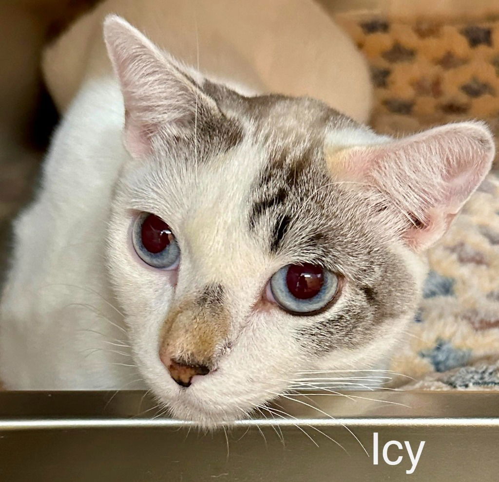 Icey, an adoptable Snowshoe, Domestic Short Hair in Saint George, UT, 84790 | Photo Image 3