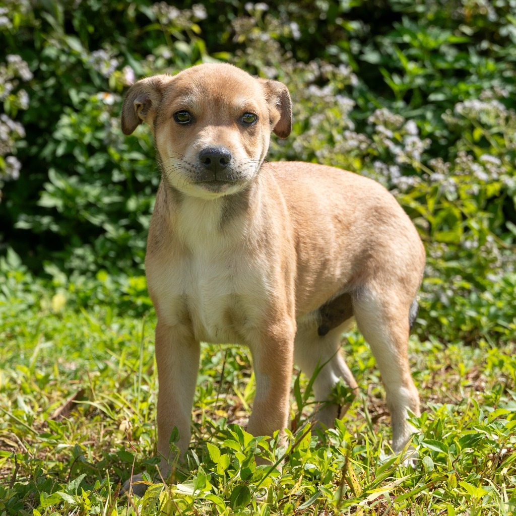 Tanner, an adoptable Affenpinscher in Mangilao, GU, 96923 | Photo Image 1