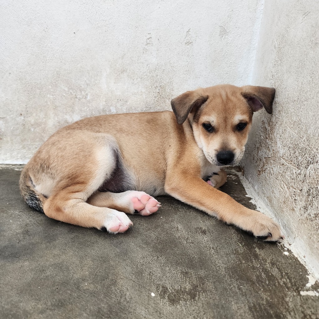 Tanner, an adoptable Affenpinscher in Mangilao, GU, 96923 | Photo Image 3