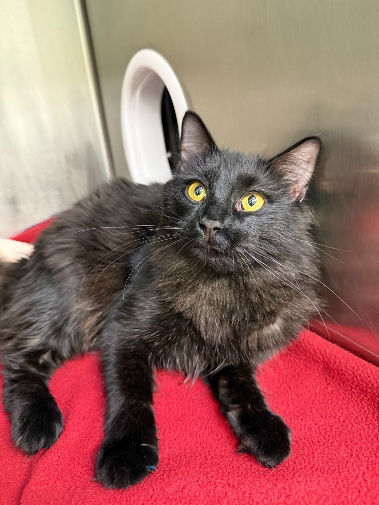 Arnold, an adoptable Domestic Short Hair in Grants Pass, OR, 97526 | Photo Image 1