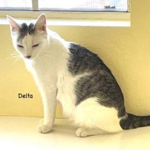 Delta, Adult Female unknown