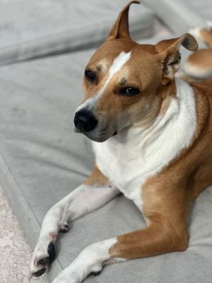 Simba, Senior Male unknown