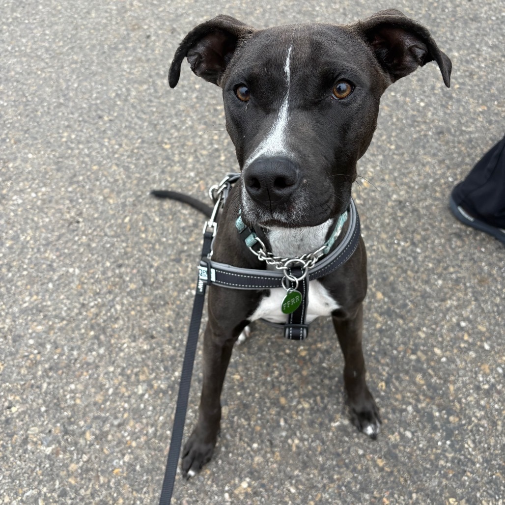 Riley Green, an adoptable Mixed Breed in Bismarck, ND, 58507 | Photo Image 1