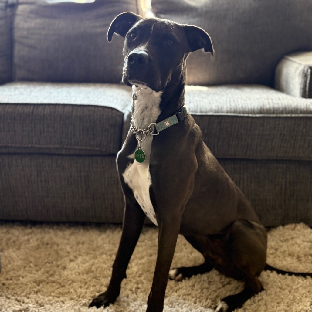 Riley Green, an adoptable Mixed Breed in Bismarck, ND, 58507 | Photo Image 1
