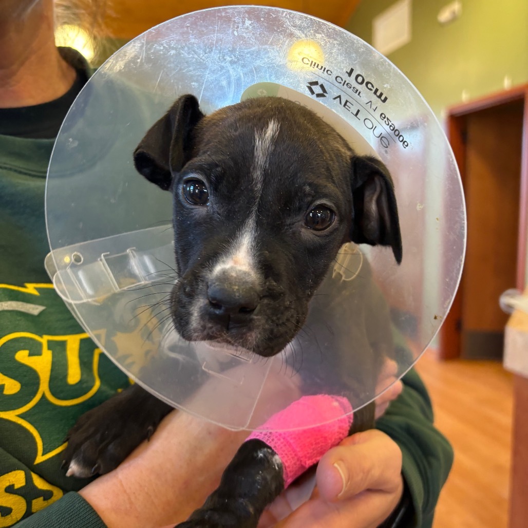 Riley Green, an adoptable Mixed Breed in Bismarck, ND, 58507 | Photo Image 2