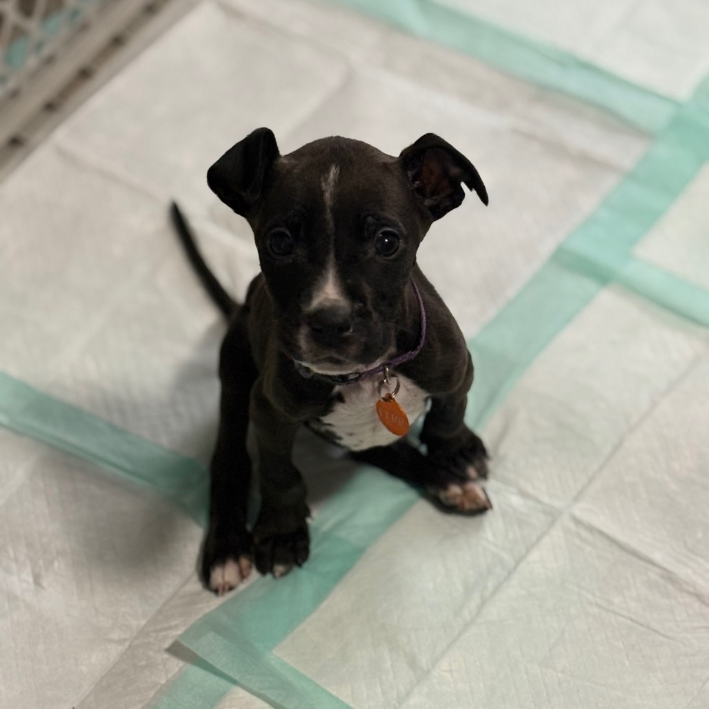 Riley Green, an adoptable Mixed Breed in Bismarck, ND, 58507 | Photo Image 3