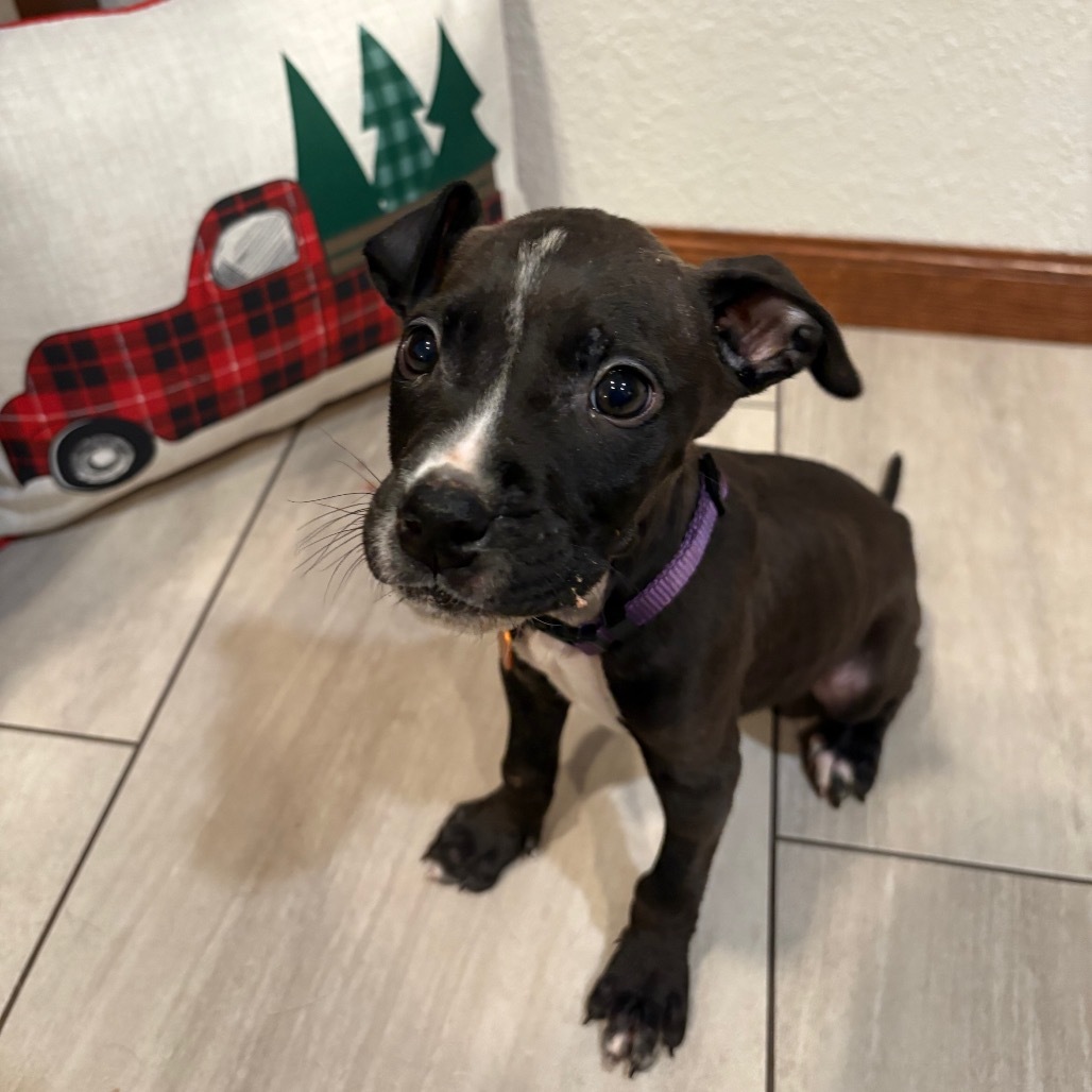 Riley Green, an adoptable Mixed Breed in Bismarck, ND, 58507 | Photo Image 4