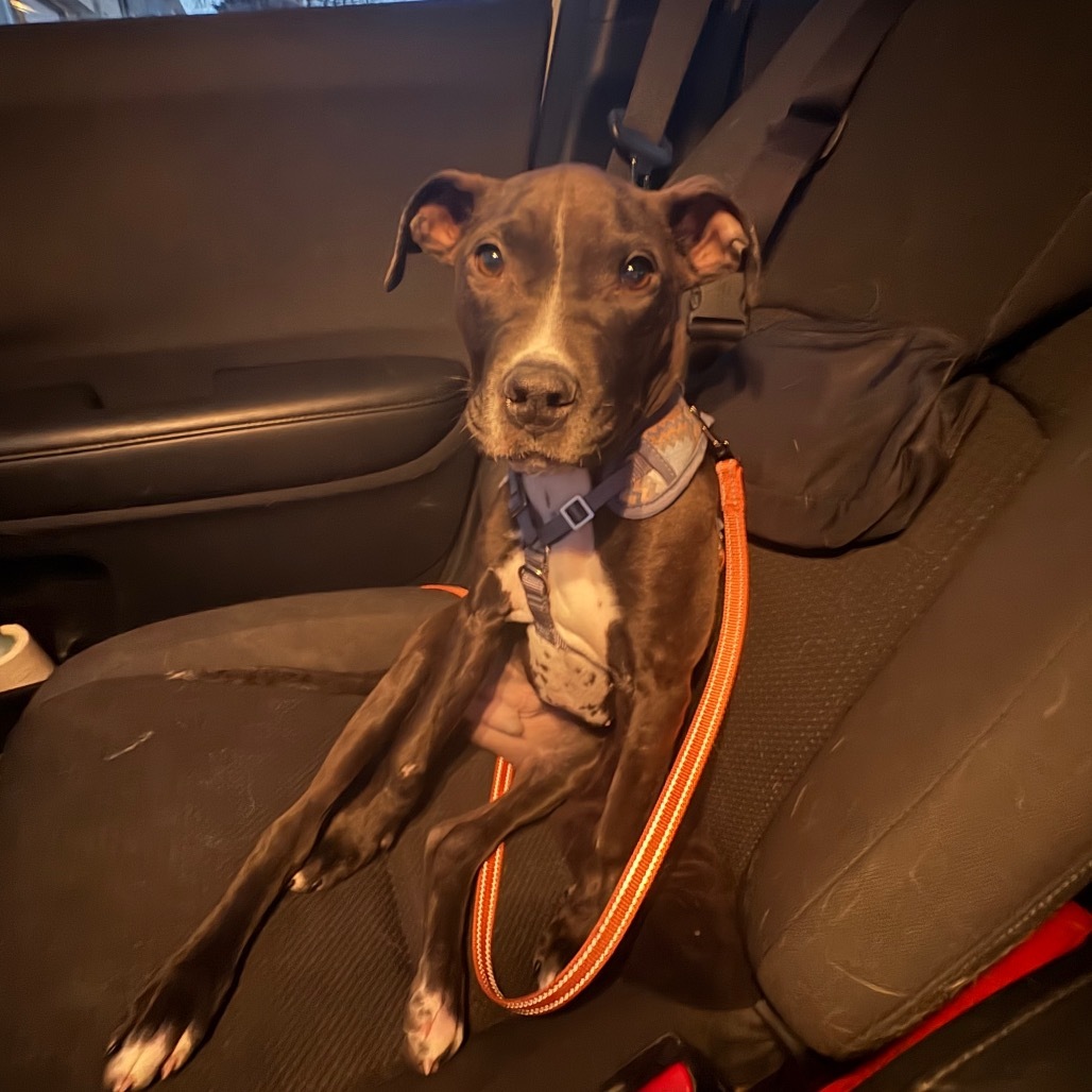 Riley Green, an adoptable Mixed Breed in Bismarck, ND, 58507 | Photo Image 5