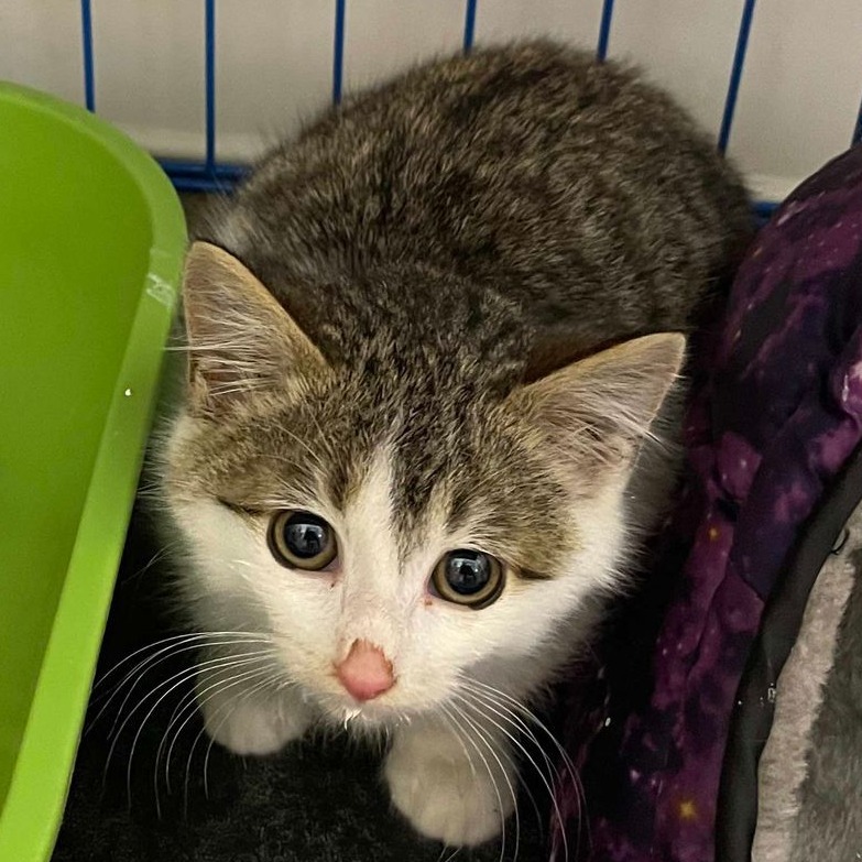 Traeger, an adoptable Domestic Short Hair in Bismarck, ND, 58507 | Photo Image 1