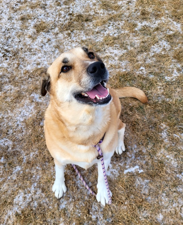 Sloane 43388, an adoptable Labrador Retriever in Pocatello, ID, 83205 | Photo Image 1