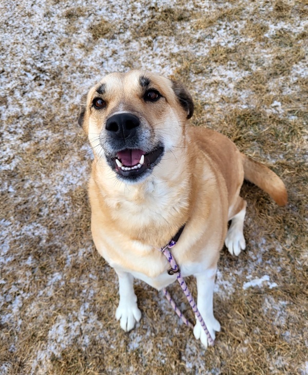 Sloane 43388, an adoptable Labrador Retriever in Pocatello, ID, 83205 | Photo Image 2