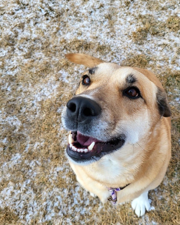 Sloane 43388, an adoptable Labrador Retriever in Pocatello, ID, 83205 | Photo Image 3