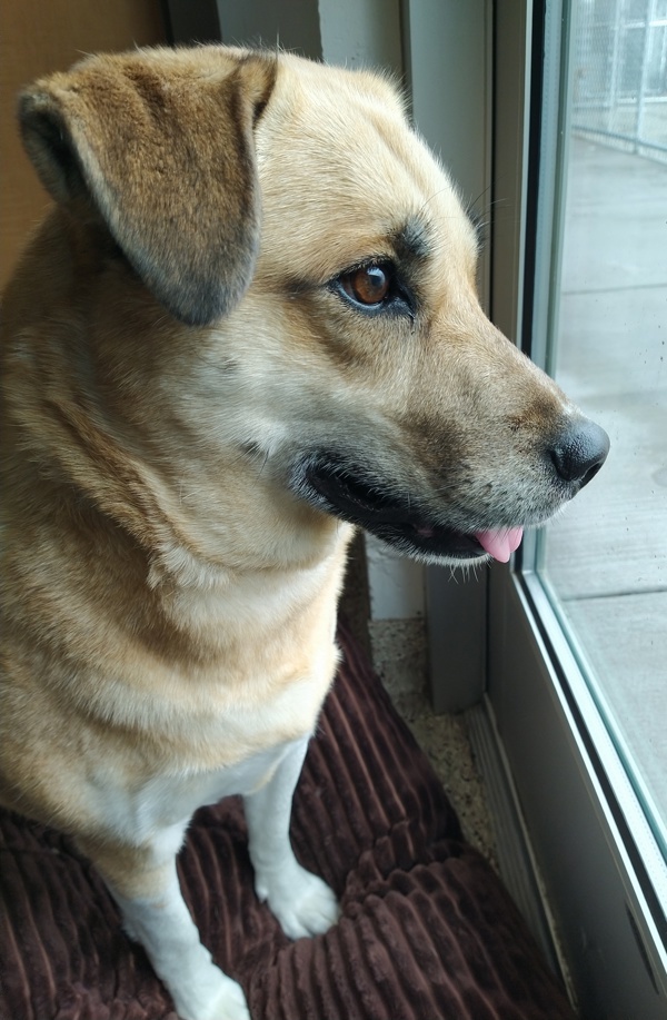 Sloane 43388, an adoptable Labrador Retriever in Pocatello, ID, 83205 | Photo Image 4