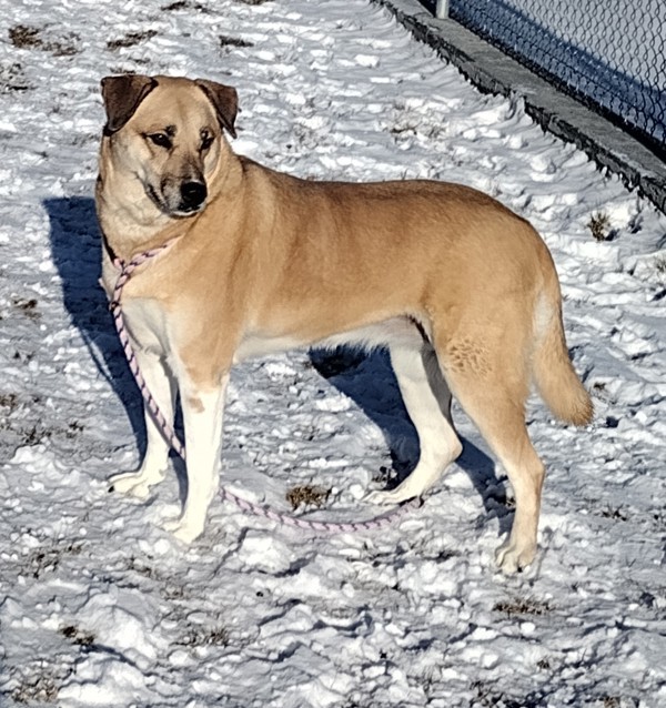 Sloane 43388, an adoptable Labrador Retriever in Pocatello, ID, 83205 | Photo Image 5