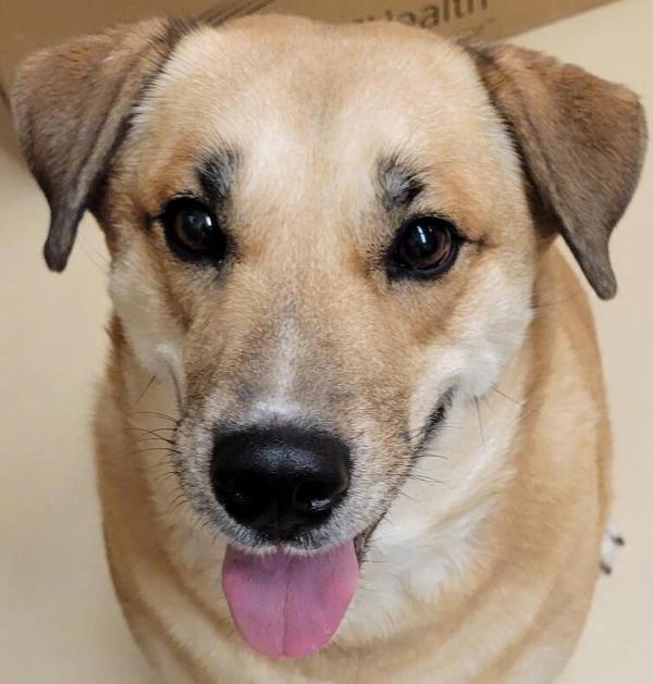 Sloane 43388, an adoptable Labrador Retriever in Pocatello, ID, 83205 | Photo Image 6