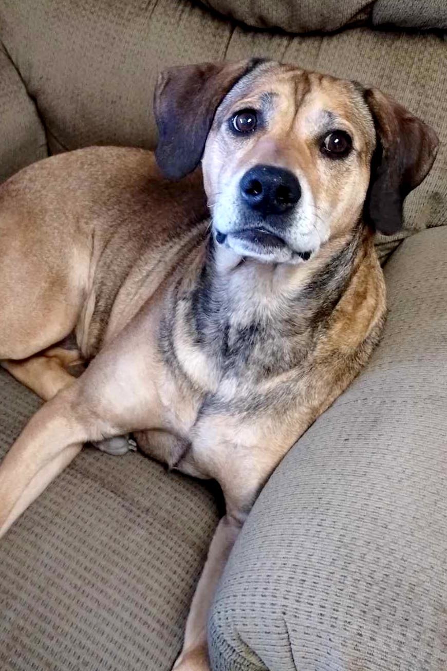 Bagel, an adoptable Labrador Retriever, Beagle in Webster, WI, 54893 | Photo Image 1