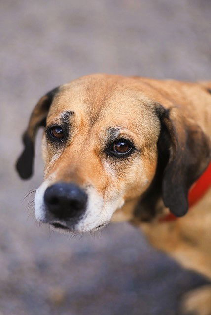 Bagel, an adoptable Labrador Retriever, Beagle in Webster, WI, 54893 | Photo Image 1