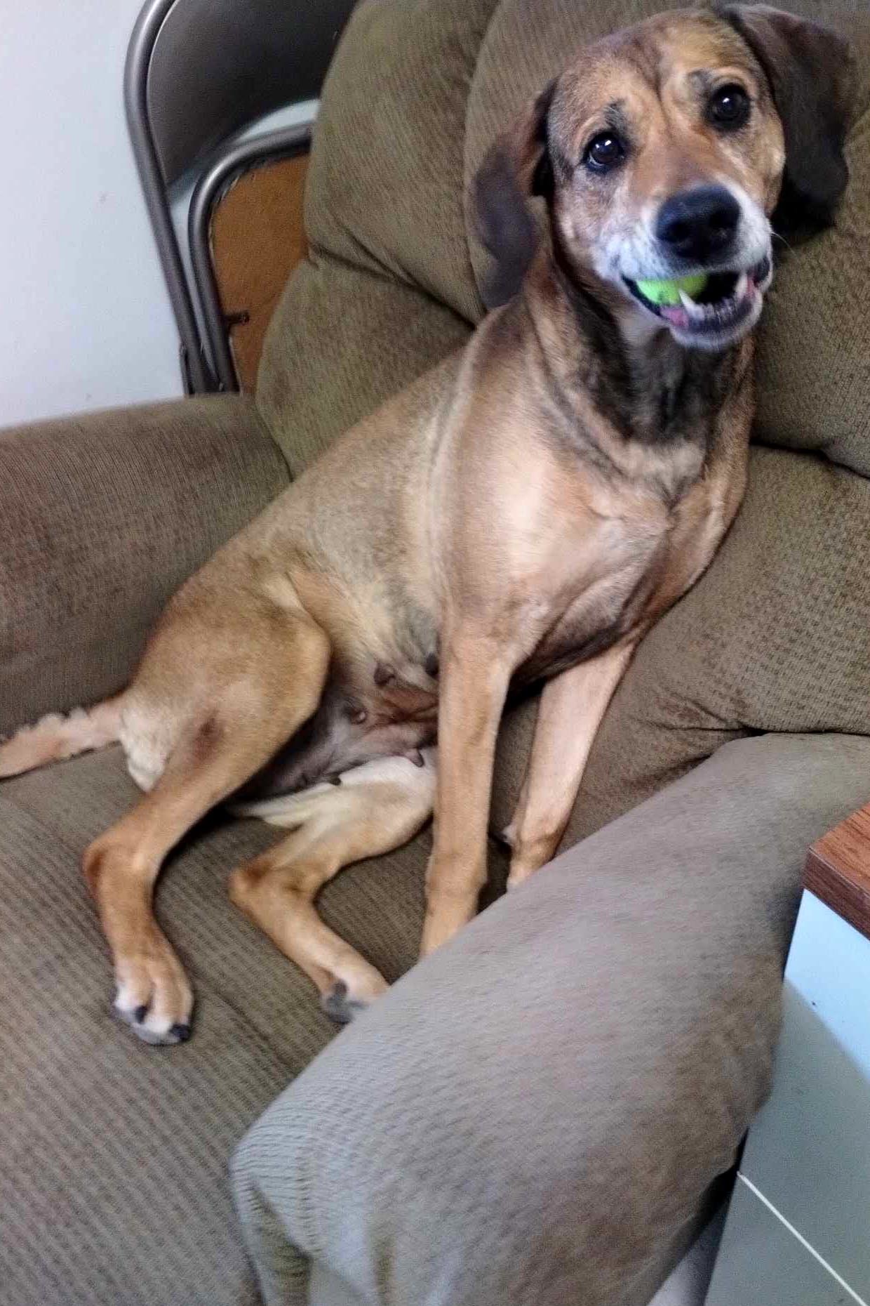 Bagel
