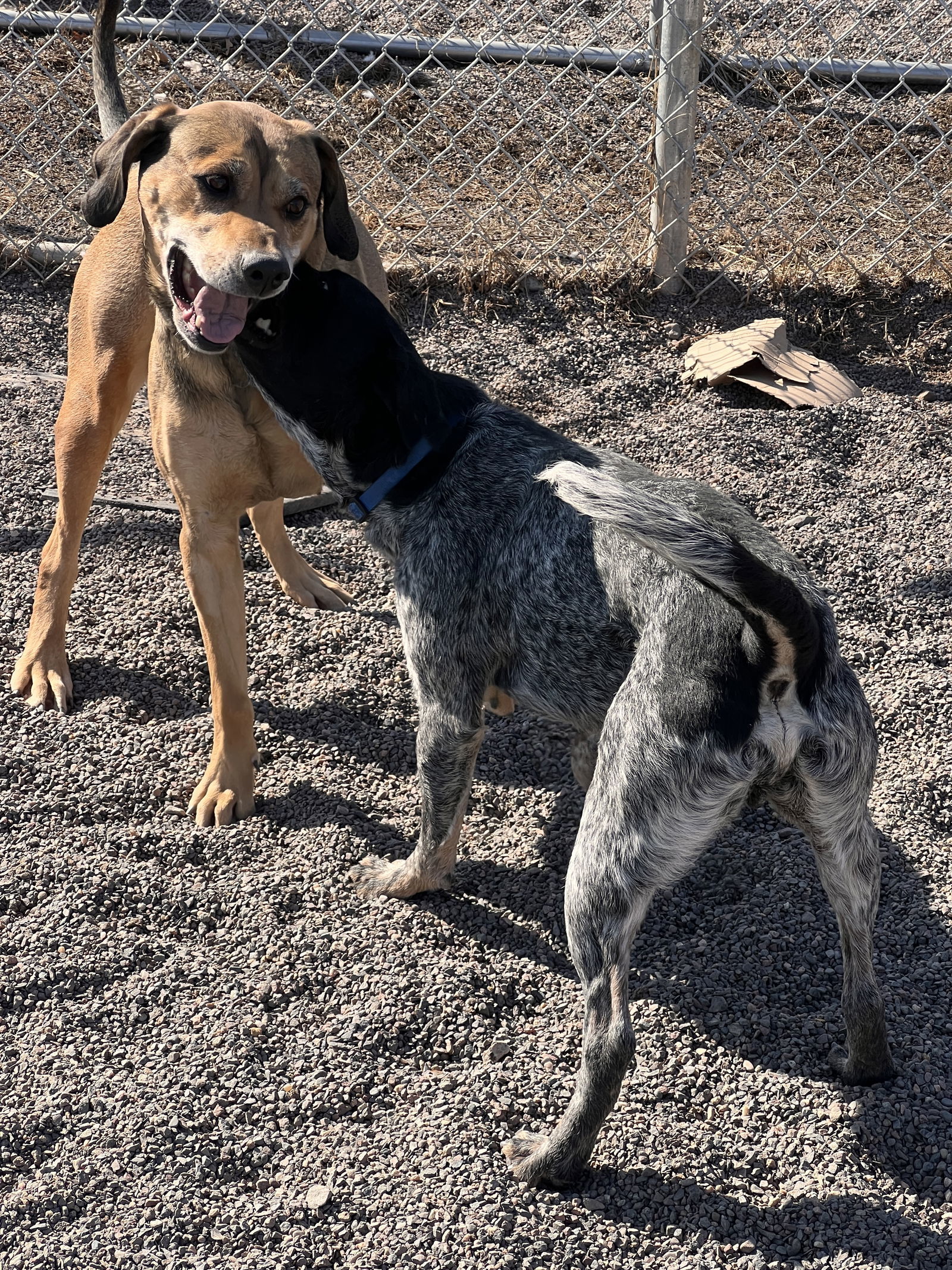 Bagel, an adoptable Labrador Retriever, Beagle in Webster, WI, 54893 | Photo Image 3