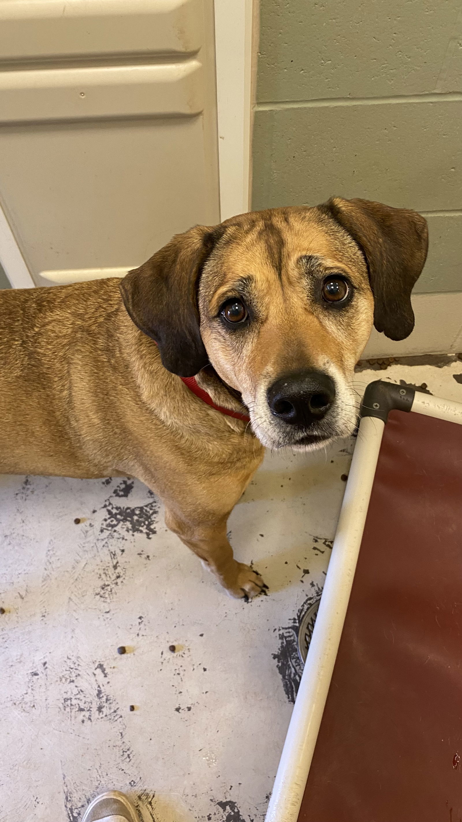Bagel, an adoptable Labrador Retriever, Beagle in Webster, WI, 54893 | Photo Image 3