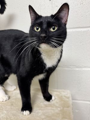 Cookies, Adult Female Domestic Short Hair