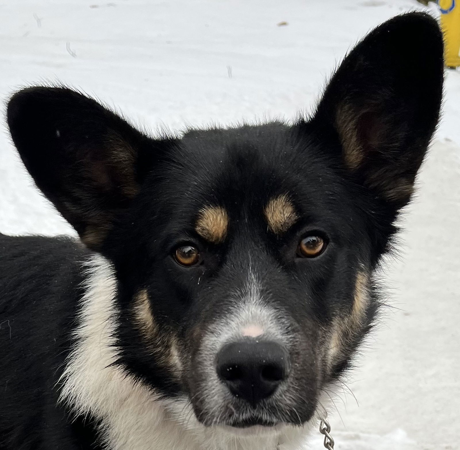TOAST, an adoptable Border Collie, Shepherd in Minesing, ON, L9X 0C2 | Photo Image 1
