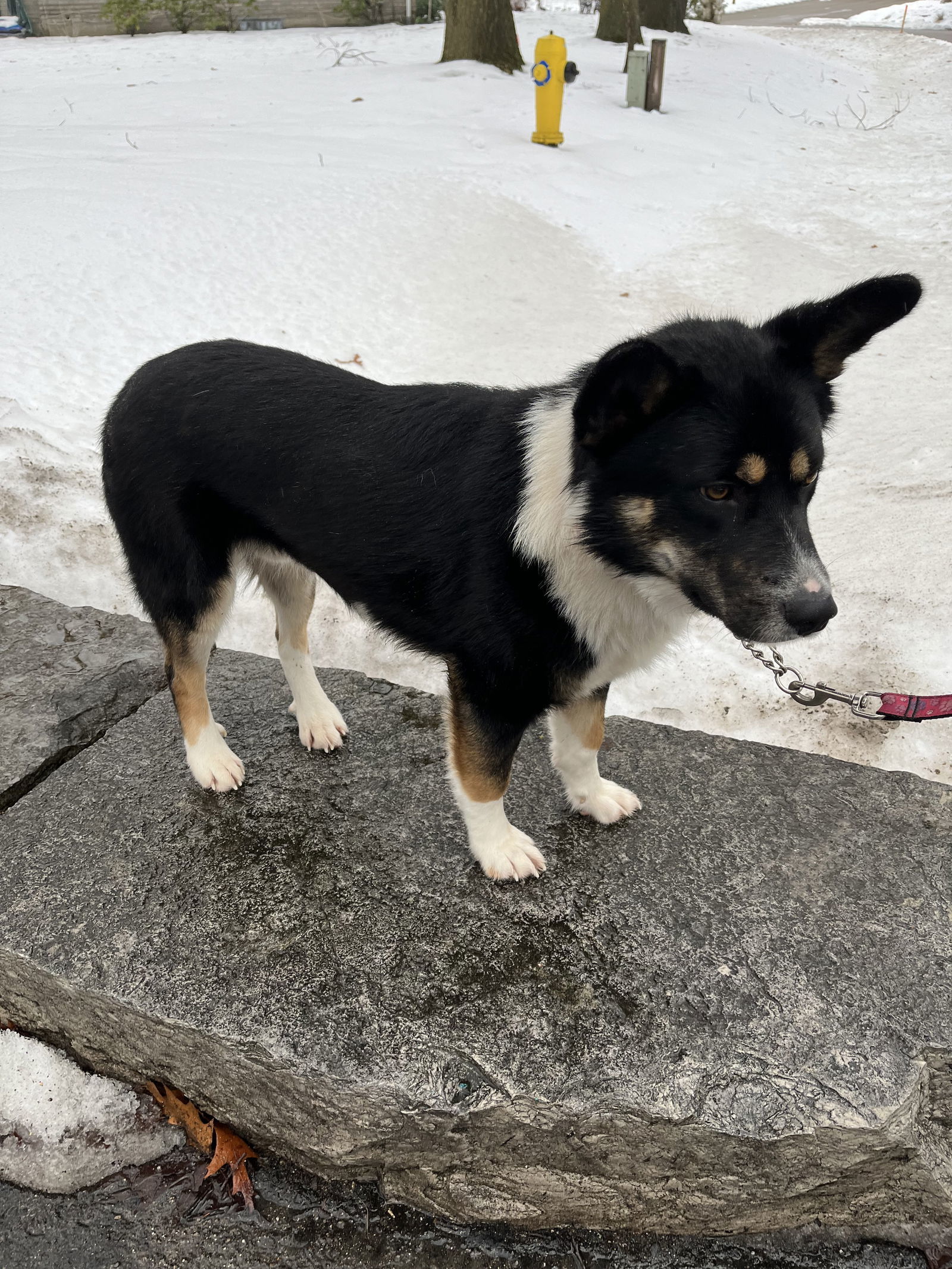 TOAST, an adoptable Border Collie, Shepherd in Minesing, ON, L9X 0C2 | Photo Image 2