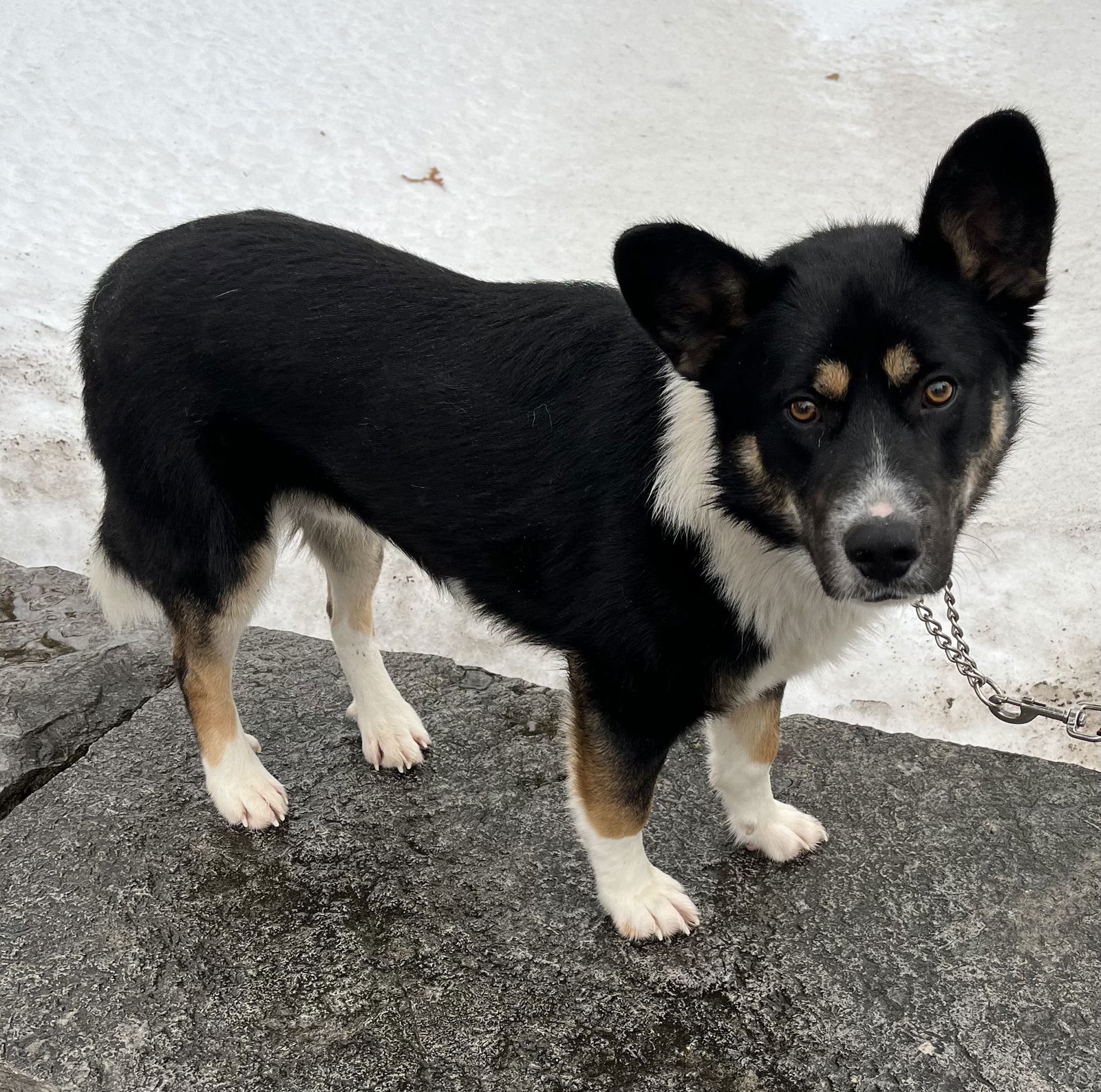 TOAST, an adoptable Border Collie, Shepherd in Minesing, ON, L9X 0C2 | Photo Image 3