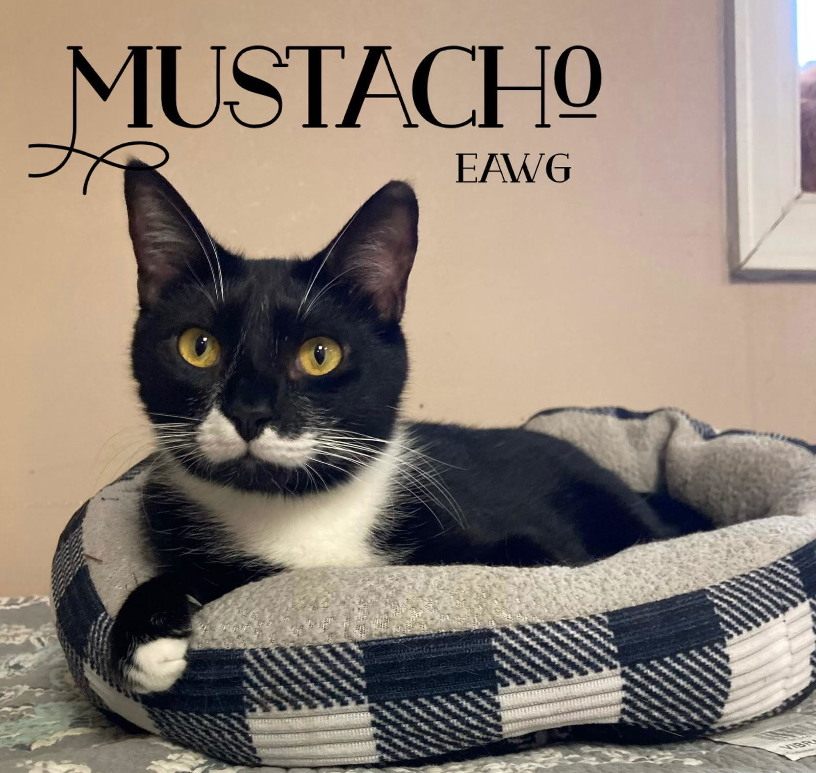 Mustacho, an adoptable Tuxedo in Pensacola, FL, 32501 | Photo Image 1