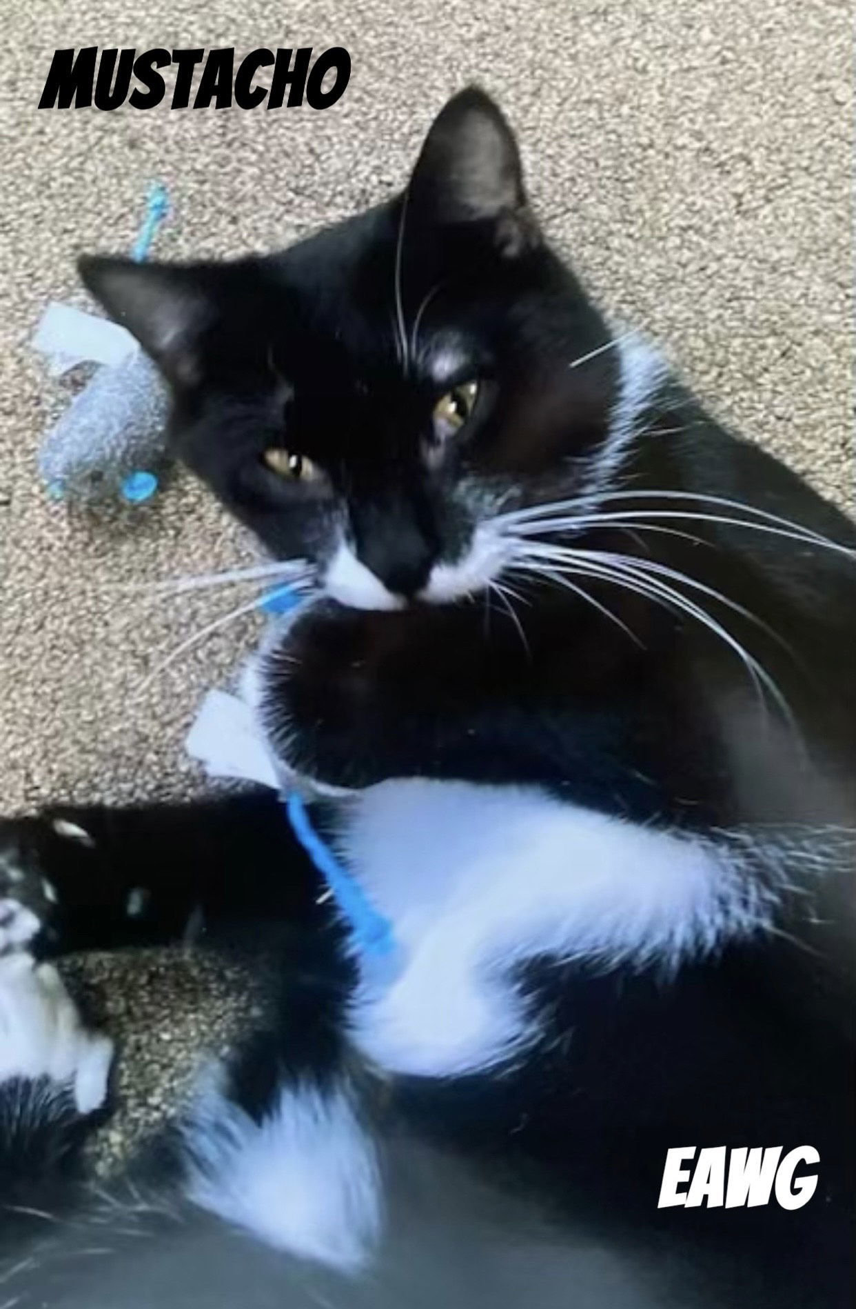 Mustacho, an adoptable Tuxedo in Pensacola, FL, 32501 | Photo Image 3