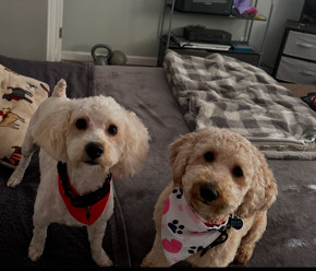 Fred and Ethel - Must be adopted together 1