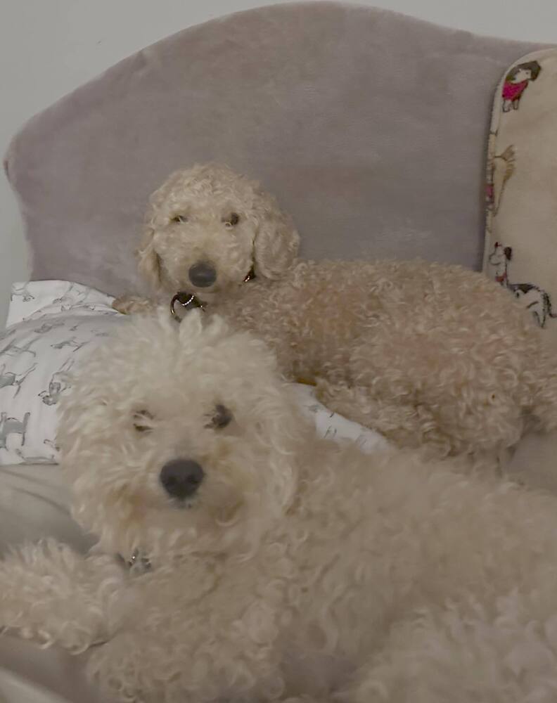 Fred and Ethel - Must be adopted together