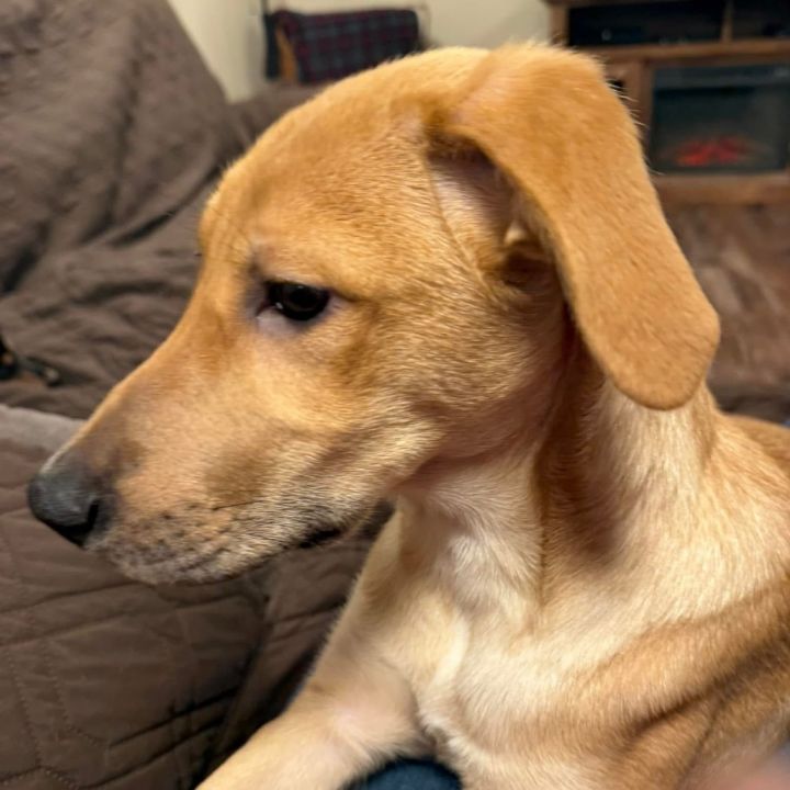 Lulu (previously Lupin) 5