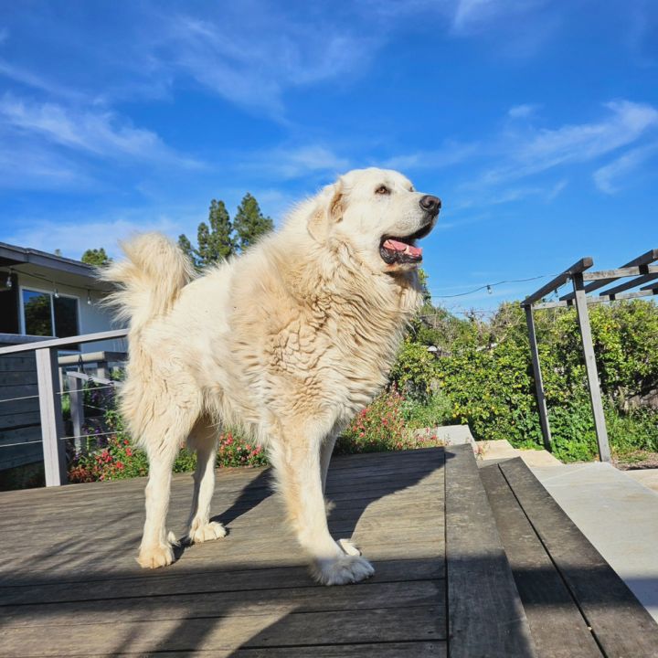Olaf 2