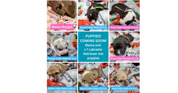 Margot and Puppies (x7) 1