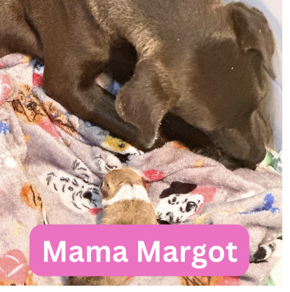 Margot and Puppies (x7) 2