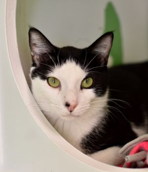 Oscar came to Good Mews from an overcrowded situation and went right to foster care When Oscar firs